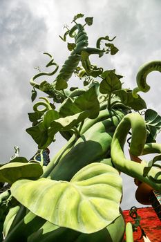 A beanstalk growing up into the cloudy sky