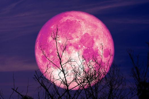 super full harvest moon on night sky back dry branch tree in the