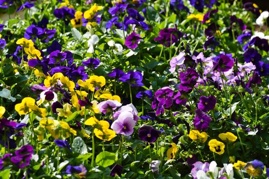 Colorful Variety Of Pansy Flowers (Viola sp.)