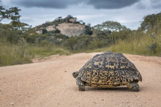 Leopard tortoise in Kruger National park, South Africa