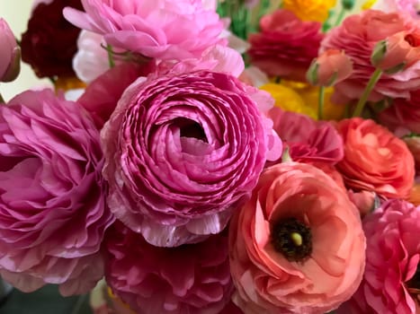 Bright pink orange and yellow asian buttercup flowers ranunculus