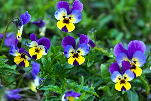 blue pansy flowers or heartsease (Viola tricolor) in summer garden