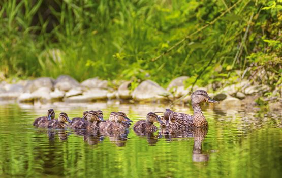Female mallard duck, anas platyrhynchos, and ducklings floating in a river in the forest