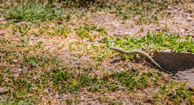 lizard walking on the grass in nature