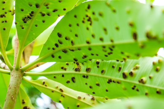 Frog-eye leaf spot diseases on leaves of Suicide tree