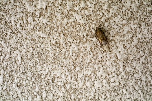 Cicada is disguise on texture surface of sandstone wall