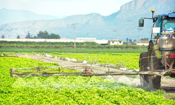 Fumigation of tractor in lettuce field. Spraying insecticide, insecticides, pesticides in agricultural countryside. Pesticides and insecticides on agricultural field in Spain. Weed insecticide fumigation. Organical