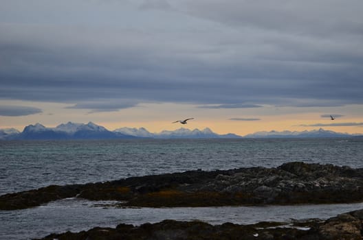 Seagulls are hunting before the sunset in Northern Norway