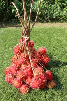 Close up of whole Rambutan. Top view healthy fruits on green lawn. Ready to eat sweet Bali fruit. Fruit is rounded oval single-seeded berry covered with fleshy pliable spinesSelected focus.