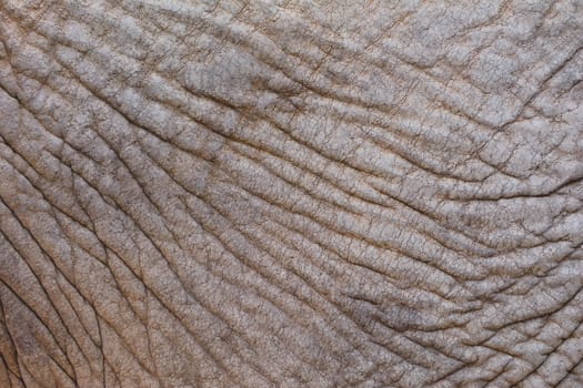 Close-up of rough wrinkled elephant skin