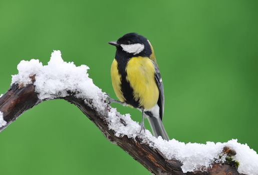 Little tit sitting on snowy branch
