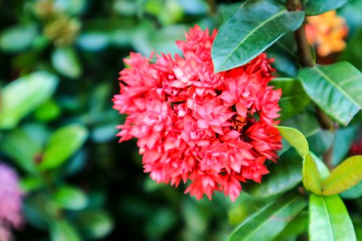 red Ixora flower boutique spike and bloom in the garden 