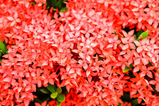 red Ixora flower boutique spike bloom in garden
