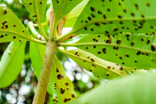 Frog-eye leaf spot diseases on leaves of Suicide tree