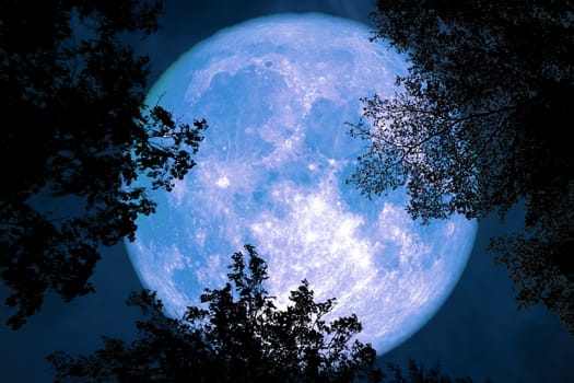 full moon back silhouette between top branch tree night sky