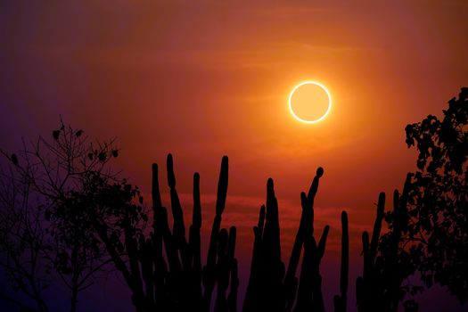 amazing phenomenon total sun eclipse over silhouette cactus and 