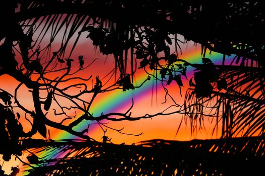 silhouette branch tree and plant on beach and sea and rainbow su