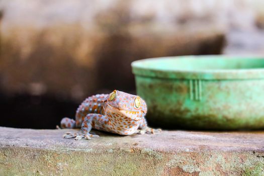 gecko fell from wall into water tank and climbed on edge of basi