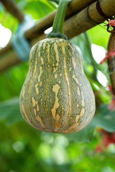 pumpkins hanging from the bamboo fence  in the garden