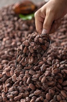 Selection of completed cocoa seeds must be dried before into sac