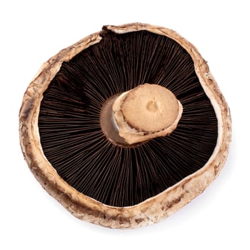 Portobello mushrooms isolated on a white background
