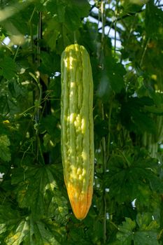 Bitter melon, Bitter gourd or Bitter squash hanging plants in a 
