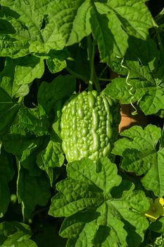 Bitter melon, Bitter gourd or Bitter squash hanging plants in a 