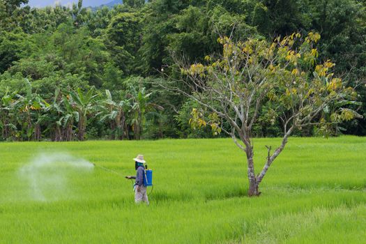 farmer spraying pesticide in the rice field protection pest