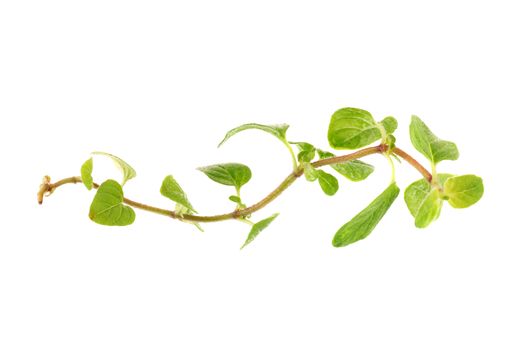 Fresh Oregano herb on a white background