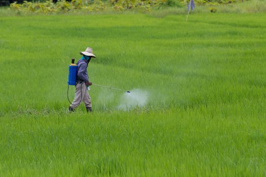 farmer spraying pesticide in the rice field protection pest