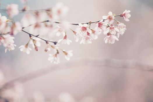 Cherry blossom flowers , sakura flowers in pink background vinta