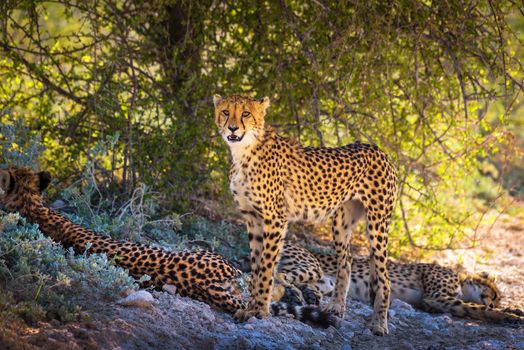 Three cheetahs in the Etosha National Park