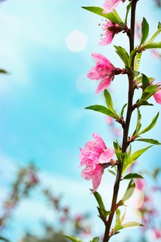 Beautiful fresh pink flowers and green leaves against blue sky a