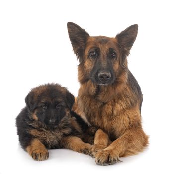 puppy german shepherd and adult in front of white background