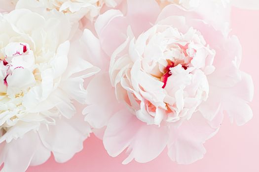 White peony flowers as floral art on pink background, wedding flatlay and luxury branding