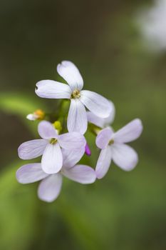 Some Small White Petal Flowers