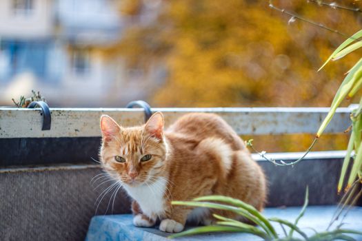 Ginger cat sits on the balcony in autumn
