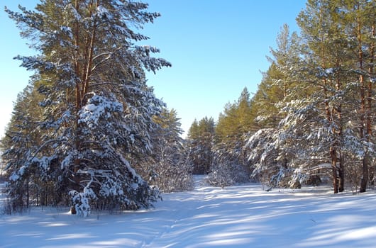 Winter landscape in forest with pines