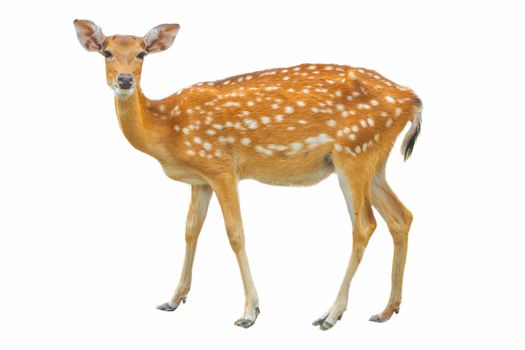 Sika Deer in front of white background, isolated. The deer has t