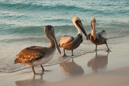 Beautiful pelicans by the sea at sunset. Varadero. Cuba