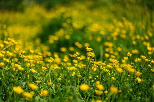 Buttercup Flowers in a Field