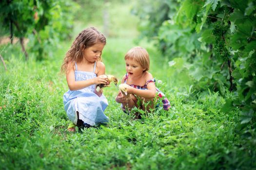 Two girls sisters in summer sundresses sit and play in the grass with little ducklings on a farm