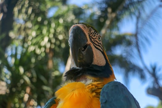 Close up portrait of blue and yellow macaw at Bali Bird Park ZOO. Blue-yellow macaw parrot portrait. Macro portrait of a beautiful Ara Ararauna. Exotic travel concept background Blue-and-Gold Macaw.