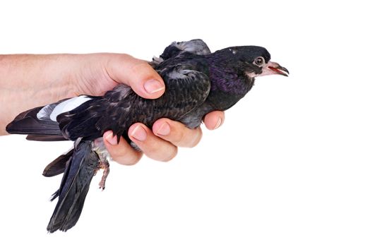 Hand hold pigeon nestling