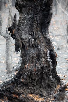 Burnt remains after bush fire