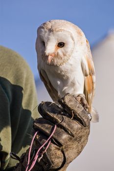 Trained Barn Owl on Gauntlet