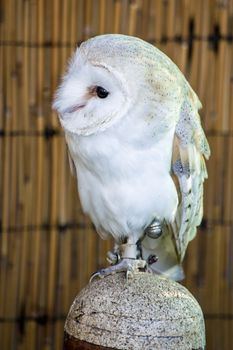 Barn Owl sitting on perch