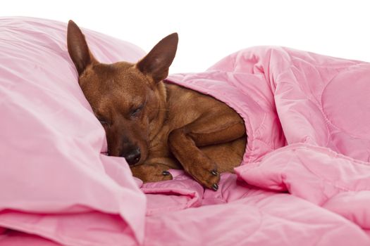 Red Pinscher lying in bed