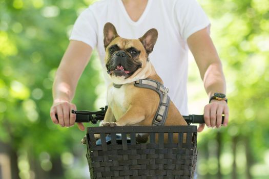 French bulldog dog enjoying riding in bycicle basket in city park