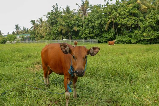 Brown cow standing in green field with tall grass. Young heifer looks into the camera lens. Beef cattle tied with blue rope. Cow grazes on meadow with grass. Bali Island, Indonesia.